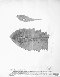 Aecidium leontodontis image